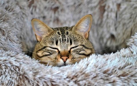 400,000+ Free Cute Desktop Wallpaper & Wallpaper Images.